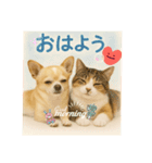 チワワくんと猫ちゃん(実写ver.)（個別スタンプ：3）