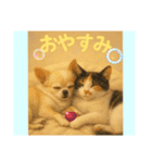 チワワくんと猫ちゃん(実写ver.)（個別スタンプ：4）