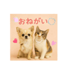 チワワくんと猫ちゃん(実写ver.)（個別スタンプ：7）