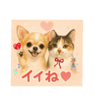 チワワくんと猫ちゃん(実写ver.)（個別スタンプ：8）
