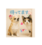 チワワくんと猫ちゃん(実写ver.)（個別スタンプ：12）