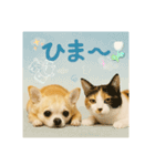 チワワくんと猫ちゃん(実写ver.)（個別スタンプ：13）