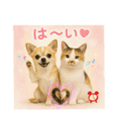 チワワくんと猫ちゃん(実写ver.)（個別スタンプ：16）