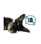 LOLO様スタンプ（個別スタンプ：12）