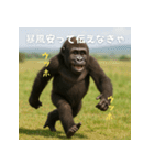 エッホウッホ！個人投資家って伝えるゴリラ（個別スタンプ：10）