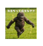 エッホウッホ！個人投資家って伝えるゴリラ（個別スタンプ：11）