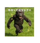 エッホウッホ！個人投資家って伝えるゴリラ（個別スタンプ：27）