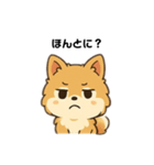 もふもふポメラニアンの毎日スタンプ（個別スタンプ：3）