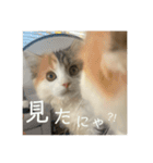むうちのスタンプ（個別スタンプ：9）