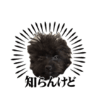 ブラッキーの成長 2（個別スタンプ：1）