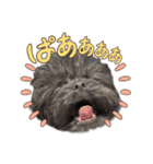 ブラッキーの成長 2（個別スタンプ：2）