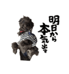 ブラッキーの成長 2（個別スタンプ：3）