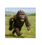エッホウッホ！言いにくいことを言うゴリラ（個別スタンプ：4）