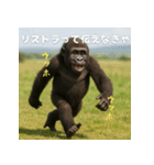 エッホウッホ！言いにくいことを言うゴリラ（個別スタンプ：10）