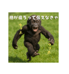 エッホウッホ！言いにくいことを言うゴリラ（個別スタンプ：27）