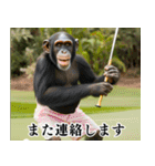 チンパのゴルファー  【毎日使える】（個別スタンプ：3）
