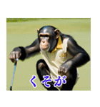 チンパのゴルファー  【毎日使える】（個別スタンプ：10）