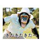 チンパのゴルファー  【毎日使える】（個別スタンプ：32）
