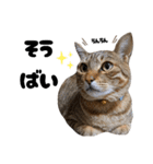 キジトラねこの気持ち③【熊本弁で話そ♪】（個別スタンプ：2）