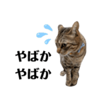 キジトラねこの気持ち③【熊本弁で話そ♪】（個別スタンプ：3）