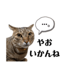 キジトラねこの気持ち③【熊本弁で話そ♪】（個別スタンプ：4）