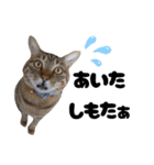 キジトラねこの気持ち③【熊本弁で話そ♪】（個別スタンプ：5）
