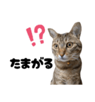 キジトラねこの気持ち③【熊本弁で話そ♪】（個別スタンプ：6）