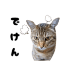 キジトラねこの気持ち③【熊本弁で話そ♪】（個別スタンプ：7）