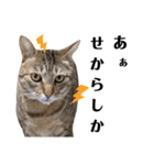 キジトラねこの気持ち③【熊本弁で話そ♪】（個別スタンプ：9）