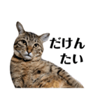 キジトラねこの気持ち③【熊本弁で話そ♪】（個別スタンプ：10）