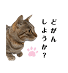 キジトラねこの気持ち③【熊本弁で話そ♪】（個別スタンプ：11）