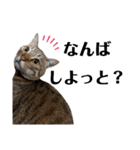 キジトラねこの気持ち③【熊本弁で話そ♪】（個別スタンプ：12）
