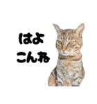 キジトラねこの気持ち③【熊本弁で話そ♪】（個別スタンプ：17）