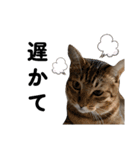 キジトラねこの気持ち③【熊本弁で話そ♪】（個別スタンプ：18）