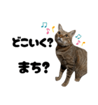 キジトラねこの気持ち③【熊本弁で話そ♪】（個別スタンプ：19）