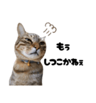 キジトラねこの気持ち③【熊本弁で話そ♪】（個別スタンプ：21）
