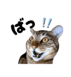 キジトラねこの気持ち③【熊本弁で話そ♪】（個別スタンプ：22）
