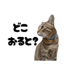 キジトラねこの気持ち③【熊本弁で話そ♪】（個別スタンプ：23）