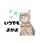 キジトラねこの気持ち③【熊本弁で話そ♪】（個別スタンプ：26）