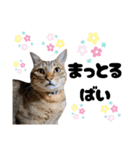 キジトラねこの気持ち③【熊本弁で話そ♪】（個別スタンプ：27）