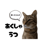 キジトラねこの気持ち③【熊本弁で話そ♪】（個別スタンプ：28）