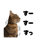 キジトラねこの気持ち③【熊本弁で話そ♪】（個別スタンプ：29）