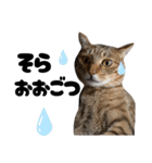 キジトラねこの気持ち③【熊本弁で話そ♪】（個別スタンプ：31）