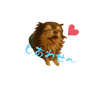 チワワぬいぐるみ オコ多め（個別スタンプ：1）