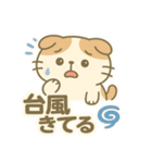 てんきのスコにゃん（個別スタンプ：36）