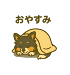 シェルティー日常的によく使うスタンプ1（個別スタンプ：12）