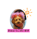 ange⑭（個別スタンプ：20）