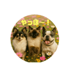 我が家の犬猫スリーベイビーズ（個別スタンプ：14）