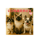 我が家の犬猫スリーベイビーズ（個別スタンプ：15）