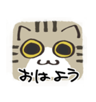 猫の顔だけスタンプ きじしろ（個別スタンプ：1）